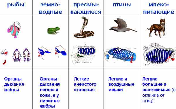 Сравните дыхательную систему рептилии и амфибии. Таблица по биологии 7 класс класс рыбы дыхательная система. Таблица сравнения млекопитающих и птиц и рептилий и амфибий и рыб. Дыхательная система хордовых таблица. Система рыбы амфибии рептилии птицы млекопитающие таблица.